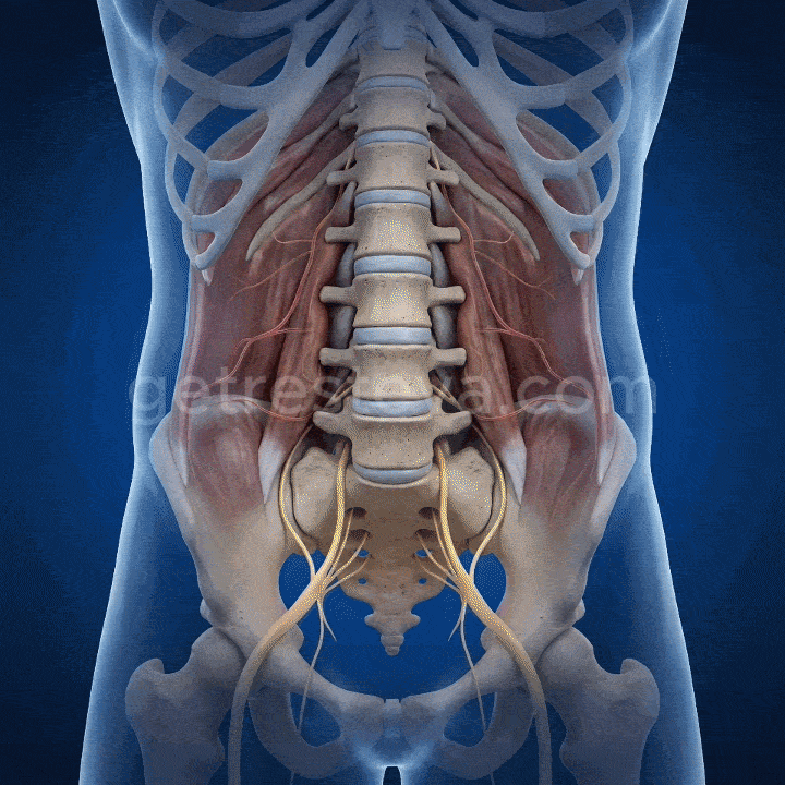 <h1><strong>eliminate [[back pain & sciatica]] at home</strong></h1>